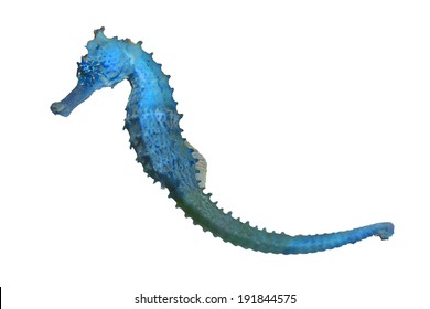 Seahorse Isolated On White Background