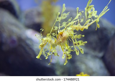 Seahorse, Monterey Bay Aquarium