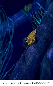 Seahorse On A Log At The Bottom Of The Sea, Lonely, Yellow Stone, Eating