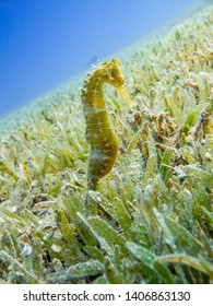 Seahorse in the seagrass with blue sea in the background 