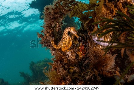 Seahorse in the underwater world. Underwater seahorse. Seahorse underwater. Seahorse undersea