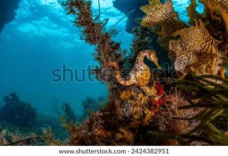 Seahorse in the underwater world. Underwater seahorse. Seahorse underwater. Seahorse undersea