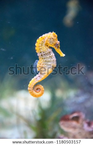 Seahorse in water