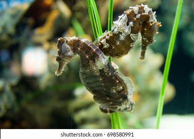 Seahorses At The Chattanooga Aquarium