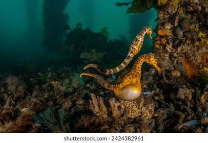 Seahorses in the underwater world. Underwater seahorses. Seahorses in underwater world. Seahorses undersea