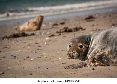 seal