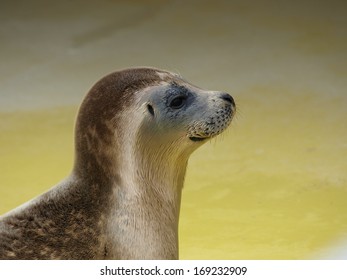 Seal