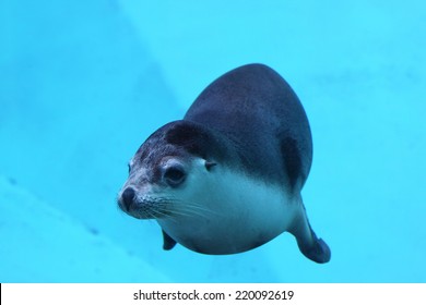 seal
