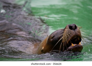 seal