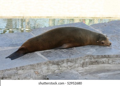 seal,