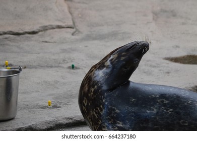 Seal
