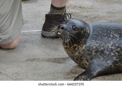 Seal