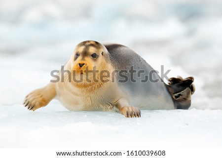 Seal in the Arctic snowy habitat. Bearded seal on blue and white ice in arctic Svalbard, with lift up fin. Arctic marine wildlife. Wildlife scene in the nature. Icebreaker with cute seal.