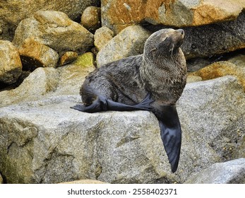 A seal basking in the warm sunlight while perched comfortably on a rock, with its glistening fur reflecting the light. - Powered by Shutterstock