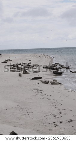 seal beach wildanimal germany helgoland europe 