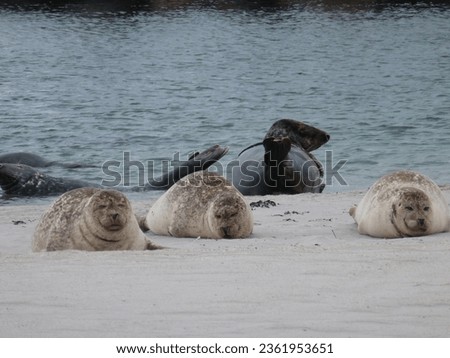 seal beach wildanimal germany helgoland europe 