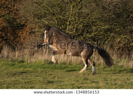 A seal brown bay cob horse rearing in a field with trees and shrubs
