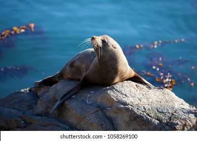 A seal catches the last of the afternoon sun at Katiki Point, Moeraki, NZ. 2017