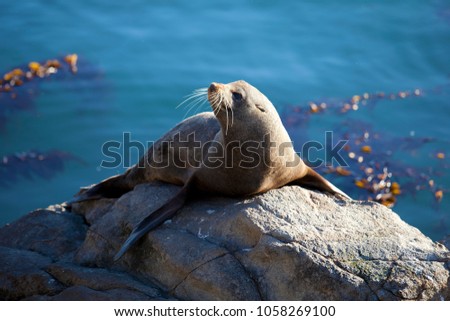 A seal catches the last of the afternoon sun at Katiki Point, Moeraki, NZ. 2017