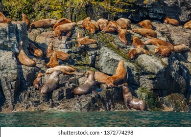 Seal colony on rock in glacial water of Prince William Sound in Alaska - Powered by Shutterstock