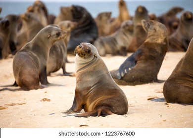 Seal Colony In Walvis Bay