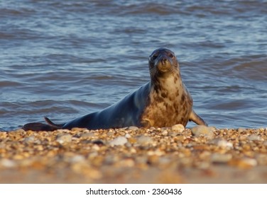 Seal Coming Ashore On A Norfolk Beach