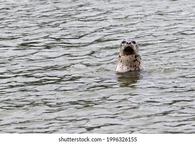 Seal At Dyea Tidal Flats Alaska