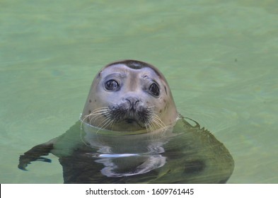 
Seal emerges from the water looking at the camera