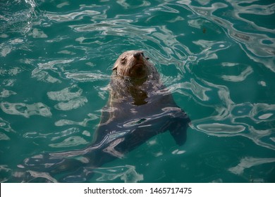 seal floating in the ocean water - Shutterstock ID 1465717475