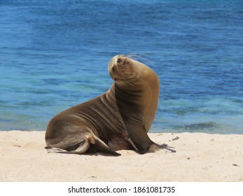 Seal At The Galapagos Islands In Ecuador