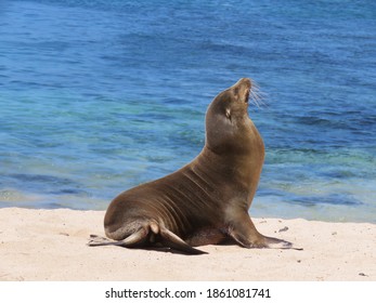 Seal at the Galapagos Islands in Ecuador