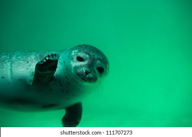 Seal - Greetings from Northsea