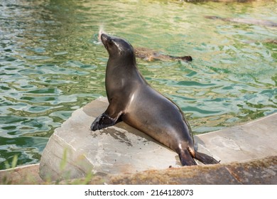 Seal Image, Cologne Zoo Animals