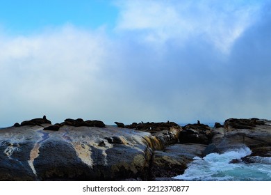 Seal Island Cape Tow South Africa