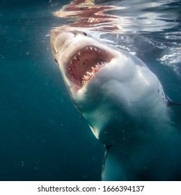 Seal Island, False Bay, South Africa -iconic Image Deeply Anchored In Human Mind By The Steve Spielberg's Movie: Jaws. Male Great White Shark (Carcharodon Carcharias), One Of The Most Powerful Animal