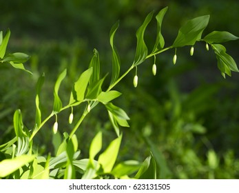 Solomon´s seal with light and shadow