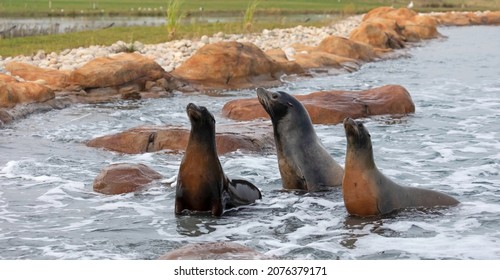 Seal Lions Swimming Togetherin Unison