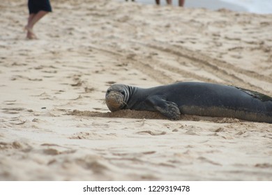 Seal looking at camera