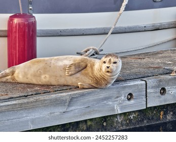 seal looking off into the distance