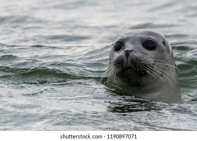 1,050 Wadden sea seals Images, Stock Photos & Vectors | Shutterstock