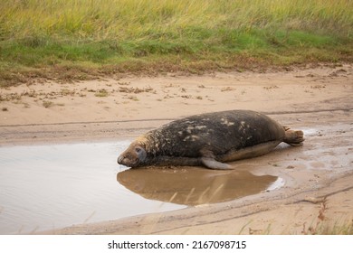 Seal Lying In Front Of Puddle Of Water At Donna Nook Seal Sanctuary Lincolnshire, UK. British Wildlife