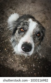 seal merle border collie