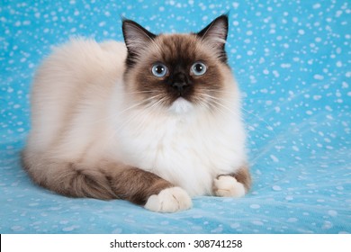 seal mitted ragdoll