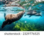 Seal in Montague Island Australia