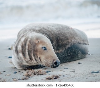 A seal on the beach during daytime