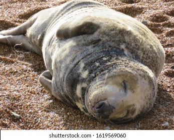 Seal on beach Ventnor Isle of Wight