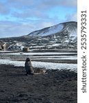 a seal on Deception Island in Antarctica