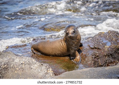 Seal On The Galapagos Islands