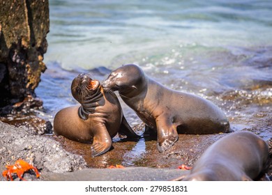 Seal On The Galapagos Islands