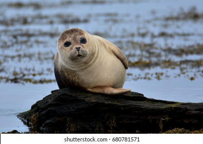 Seal On Orkney Islands (Scotland)